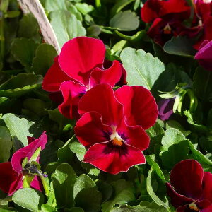 rI c  r[ ~̉ԕc Ԓdc Ԓdc 251204