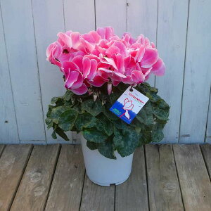 VN i43 6 Ε v[g Mtg  A 251204