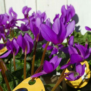 ԃVN c TC No.1 3.5 u[VN  251204