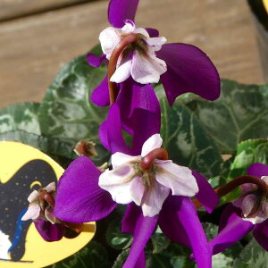 ԃVN c TC No.4 KN 3.5 u[VN  251204