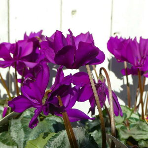 ԃVN c TC No.2 3.5 u[VN  251204