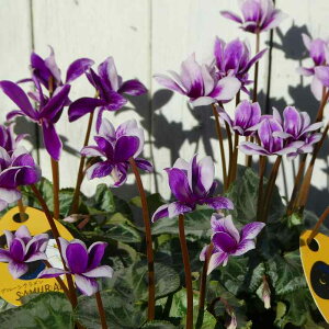 ԃVN c TC No.3@i炫 3.5 u[VN  251204