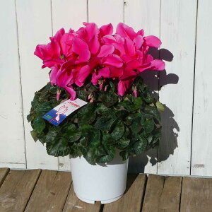 VN i45 6 Ε v[g Mtg  A 251204