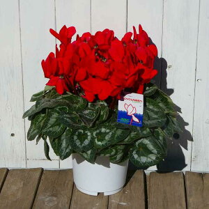 VN i46 6 Ε v[g Mtg  A 251204