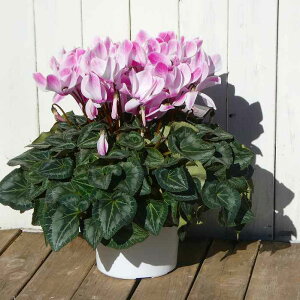 VN i47 6 Ε v[g Mtg  A 251204