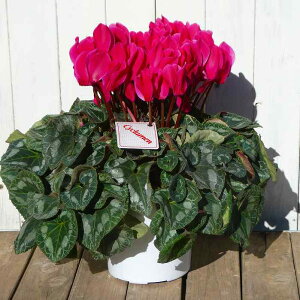 VN i48 6 Ε v[g Mtg  A 251204