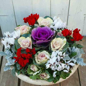 񂹐A i11 tO N Ε  t܂ō炭 a30cm  251207