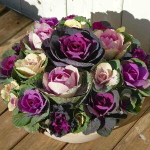 񂹐A i5 tO ~̉ t܂ō炭 a30cm  Mtg Ε  251207