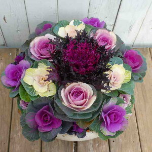 񂹐A i9 tO N Ε  t܂ō炭 a30cm  251209