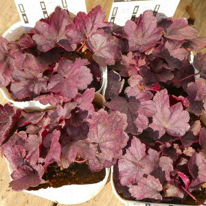 q[P c O[v\[_  3.5|bg c{TS R쑐 A h 251211