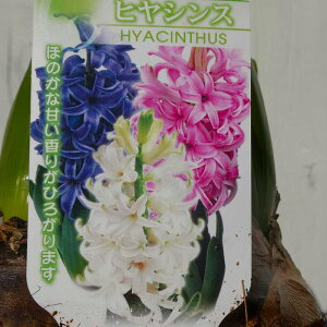 �q���V���X �c 3�F�񂹐A�� 4���� �q�A�V���X�@�ԕc ���� �񂹐A�� �Ԓd�c 251211