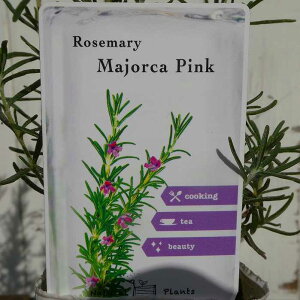 ���[�Y�}���[ �c �}�W�����J�s���N �s���N�� 3�� �n�[�u�c 251216