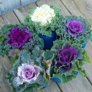 �t���O �c 5��Z�b�g 3�� ������ �񂹐A���ɍœK 251216