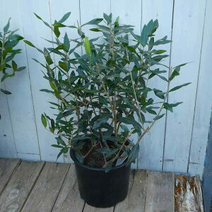 �I���[�u �c�� �ЂȂ��� 3�{�A�� 6���� �A�� ��� ��Ύ��@251218