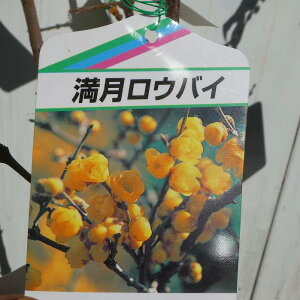 ���E�o�C �c�� ���� 6�� �X�~ �Ԗ� ����̉� �c �~�ɍ炭 251218