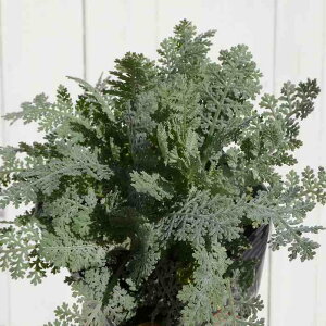 �����e �V���o�[���[�X �c 3.5�� �V���o�[���[�t 251218