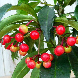 ���� ������� ��D 5���� ���A�� ����������ɂ� ��Ύ� ��� �R�쑐 251216