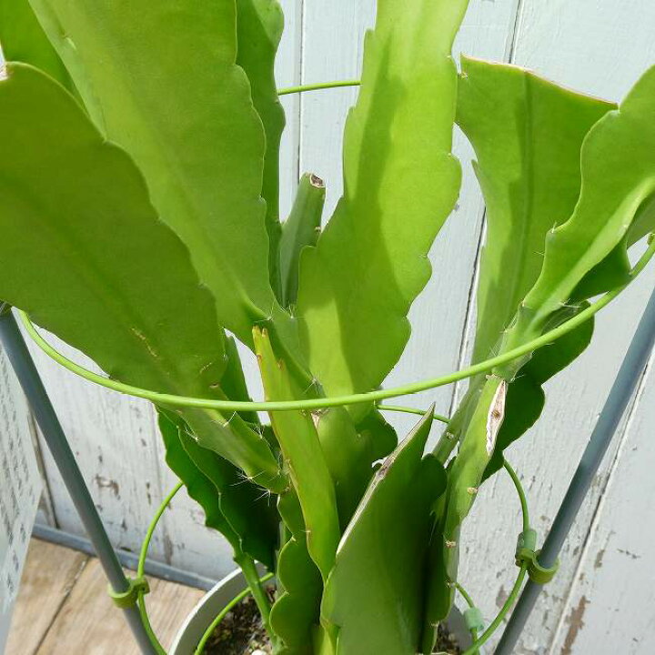 楽天市場】孔雀サボテン ホワイトマジック 白花 5号鉢 多肉植物 充実株 