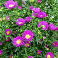 友禅菊 アスター 苗 マジック ピンクj花 5号 260915