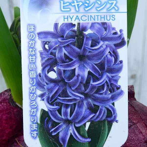 qVX c  3A 4 qAVX ԕc  񂹐A Ԓdc 251211