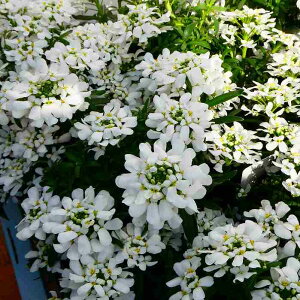 hCxX c Xm[T[t@[ RpNg 3.5  ~`t̉ԕc 񂹐A ԕc Ԓdc  251118