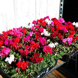 K[fVN c ԐFC Ԓdc K[fjO 񂹐A 251014