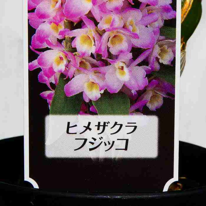 楽天市場】蘭 デンドロビューム 3号鉢 ヒメザクラ フジッコ ギフト 