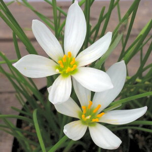 苗 宿根草の人気商品 通販 価格比較 価格 Com