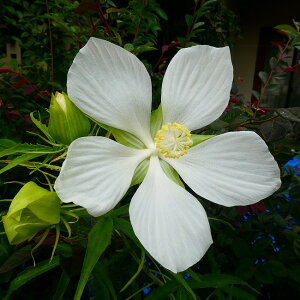 宿根草 花の苗の人気商品 通販 価格比較 価格 Com 宿根草 花の苗の人気商品 通販 価格比較 価格 Com