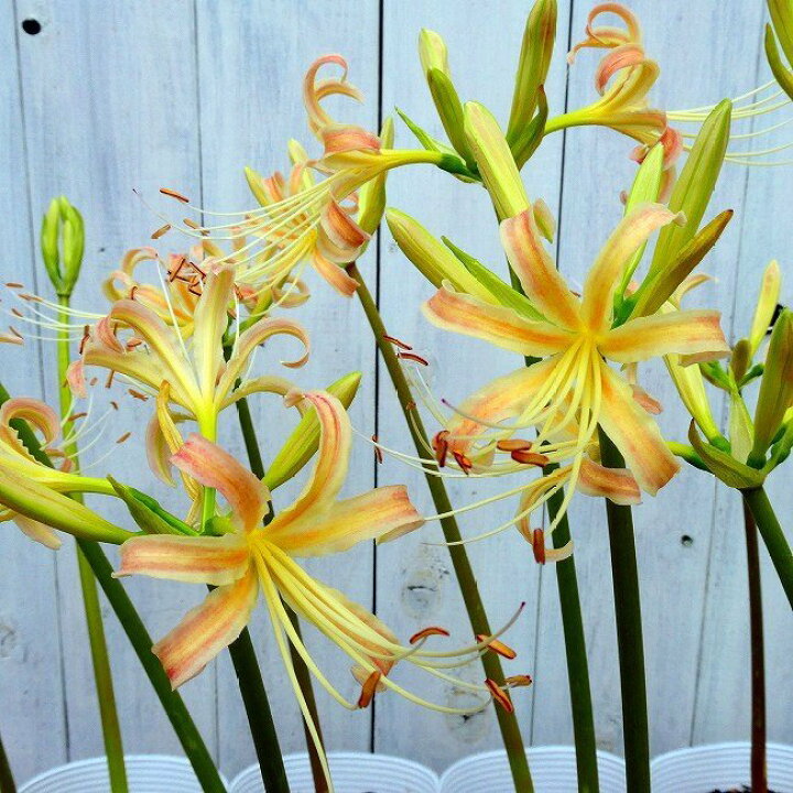楽天市場 彼岸花 白花 苗 1球植え クリーム色 リコリス アルビフローラ 曼珠沙華 耐寒性 球根植物 ヒガンバナ 2922 お花処 昌山園 楽天市場店