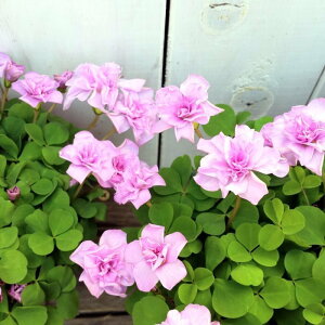 ILUX c IbNX[Y o炫 3.5 d炫 sN A R쑐 ԃJ^o~ 251111