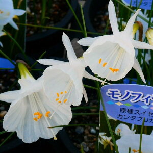  XCZ J^uJX mtBX  3.5 t R쑐 A@251209