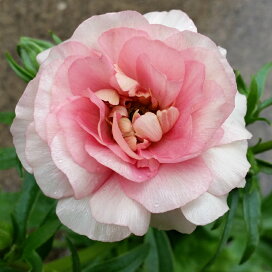 楽天市場 花の苗 ラナンキュラス ラックス お花処 昌山園 楽天市場店