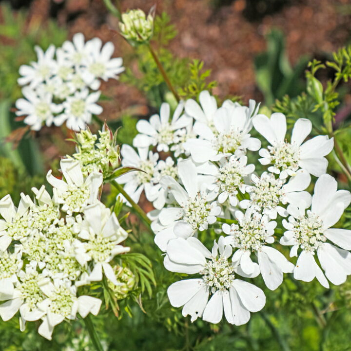 楽天市場 オルラヤ 苗 グランディフローラ 3 5号 オルレア 白花 レースフラワー お花処 昌山園 楽天市場店