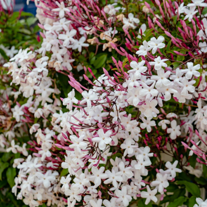 楽天市場 ジャスミン 羽衣ジャスミン 3 5号 苗 ツル植物 フェンス 白花 香りの花 ハゴロモジャスミン 2322 お花処 昌山園 楽天市場店
