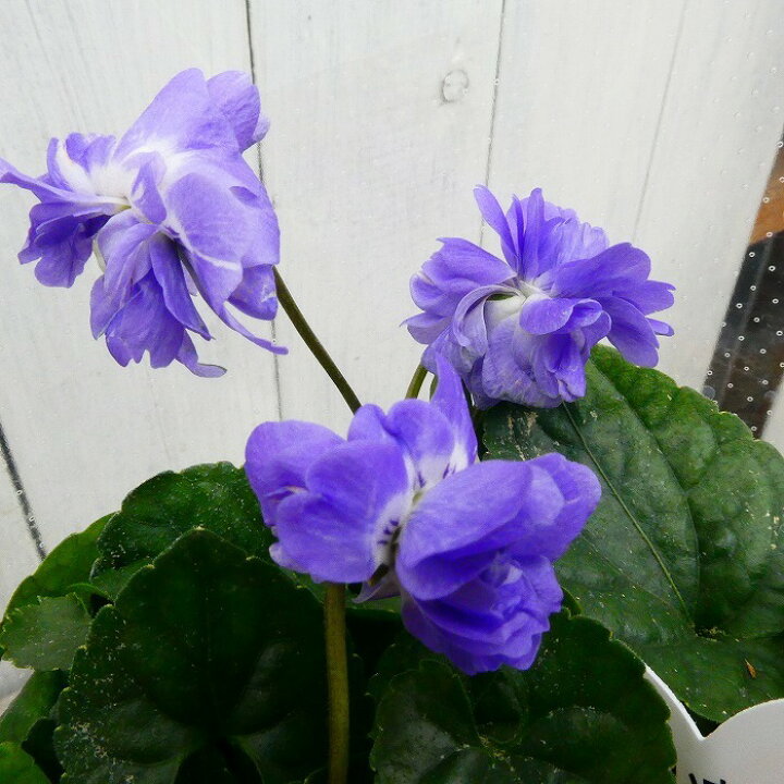楽天市場 ニオイスミレ 4号 青花 鉢植え すみれ 八重咲き 匂いすみれ 花苗 山野草 においすみれ 0125 お花処 昌山園 楽天市場店