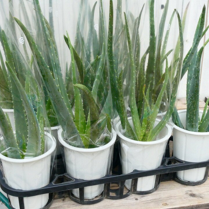 楽天市場 アロエ ベラ 苗 鉢植え 全高40 45cm 4号鉢 多肉植物 観葉植物 2927 お花処 昌山園 楽天市場店