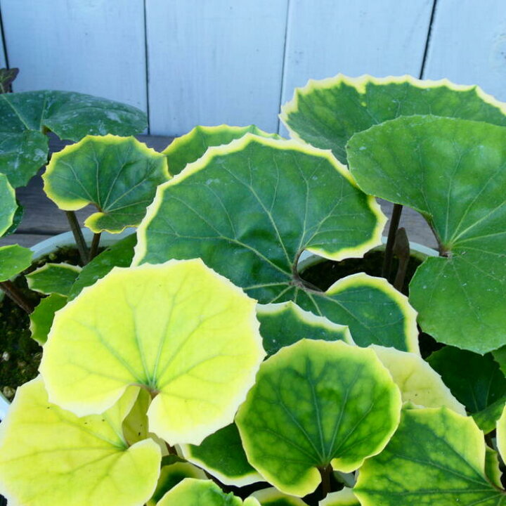 楽天市場 ツワブキ 金環 4号鉢 石蕗 斑入り 山野草 宿根草 和風庭園 2412 お花処 昌山園 楽天市場店