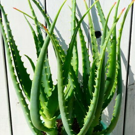 楽天市場 多肉植物 医者いらずの通販