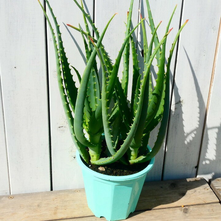 楽天市場 アロエ 木立アロエ 鉢植え 2株植え 5号鉢 医者いらず キダチアロエ 多肉植物 1214 お花処 昌山園 楽天市場店