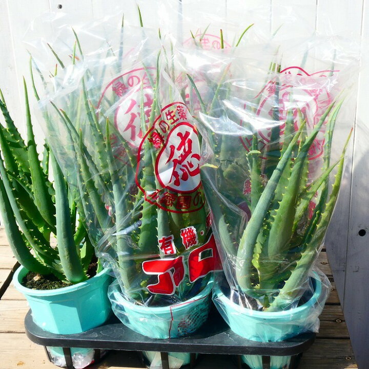 正規品販売 全高40 45cm 4号鉢 鉢植え アロエ 多肉植物 2623 苗