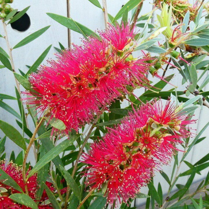 楽天市場 植木 キンポウジュ 金宝樹 ブラシの木 赤花 庭木 カリステモン 4 5号 2329 お花処 昌山園 楽天市場店