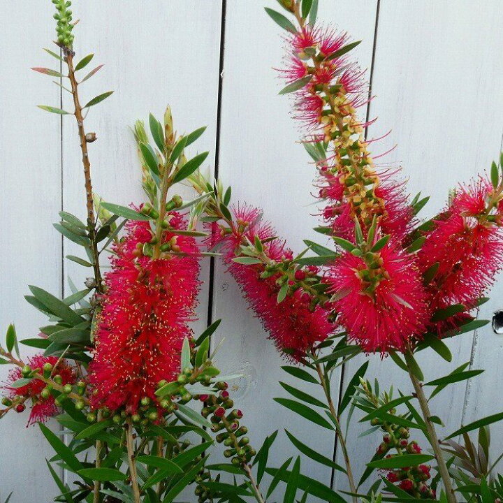 楽天市場 植木 キンポウジュ 金宝樹 ブラシの木 赤花 庭木 カリステモン 4 5号 2329 お花処 昌山園 楽天市場店