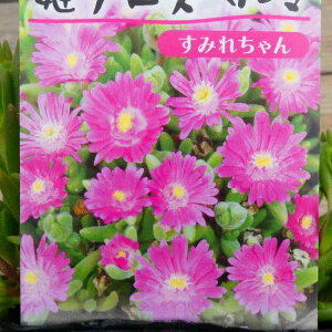 多肉植物 花 ピンクの人気商品 通販 価格比較 価格 Com