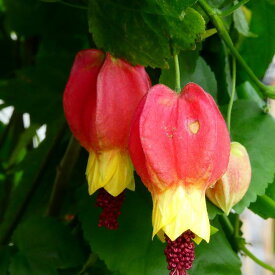 楽天市場 チロリアンランプ アブチロンの通販