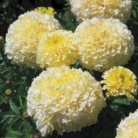 楽天市場 マリーゴールド バニラの通販