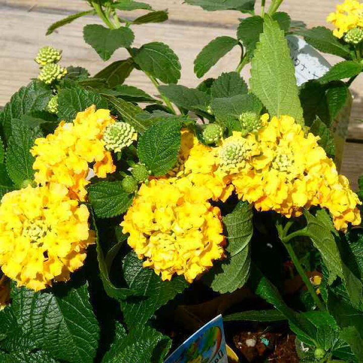 楽天市場 ランタナ イエロー 七変化 3 5号 苗 花苗 夏の花 栗原園芸 2616 お花処 昌山園 楽天市場店