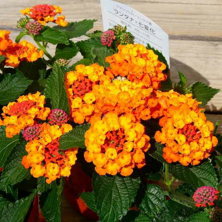 楽天市場 ランタナ オレンジ 七変化 3 5号 苗 花苗 夏の花 栗原園芸 2616 お花処 昌山園 楽天市場店