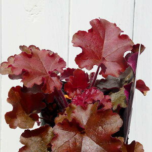 宿根草 ヒューケラの通販 価格比較 価格 Com