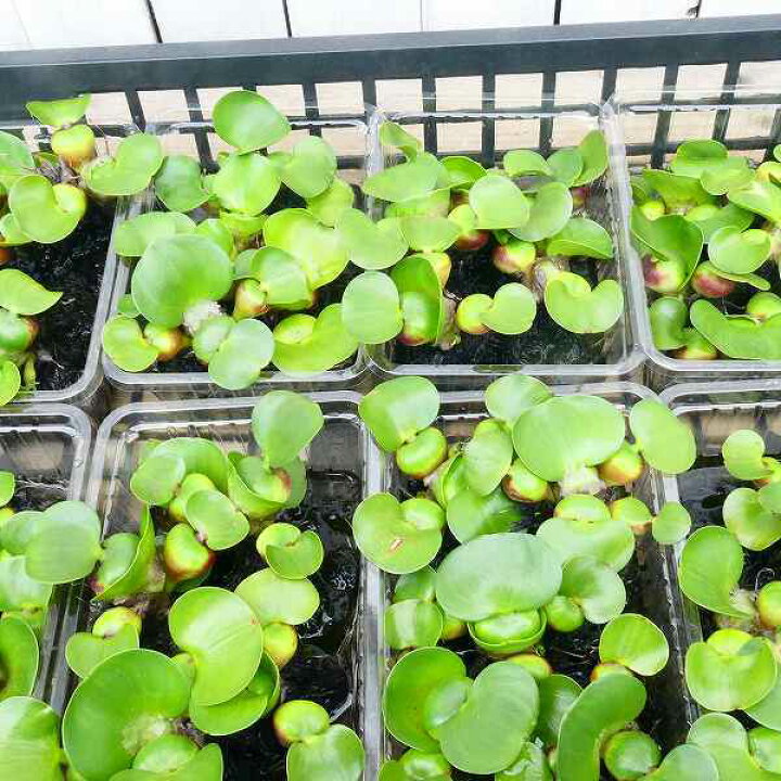 楽天市場 布袋葵 1株 ホテイアオイ メダカの産卵床にも 水草 2426 1 お花処 昌山園 楽天市場店